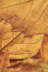 Autumn Fallen Dry Maple Leaves Background Texture