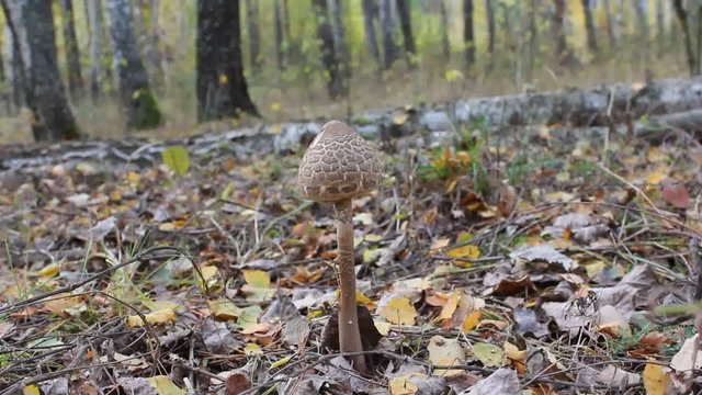 Mushroom umbrella