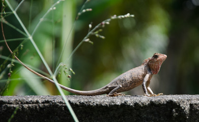 Little Dragon. Lizard in nature,