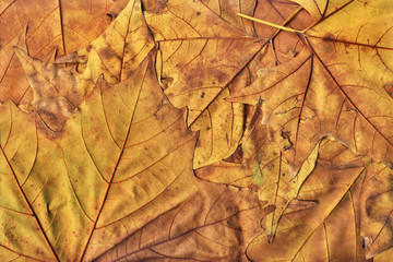 Naklejka na ściany i meble Autumn Fallen Dry Maple Leaves Background Texture