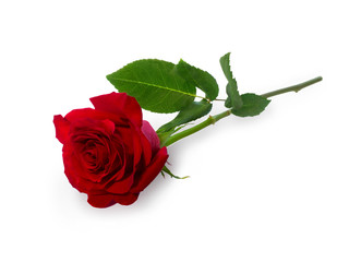 Dark red rose