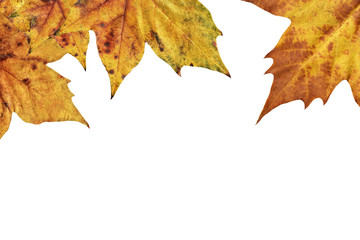 Autumn Maple Leaves On White Background