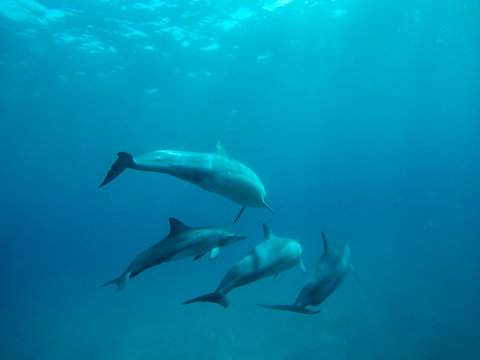 Delphine © Dominik Rueß