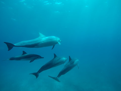 Delphine © Dominik Rueß