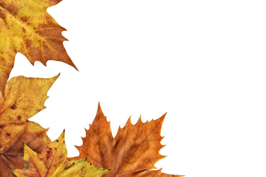 Autumn Dry Maple Leaves On White Background