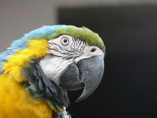 Rainbow parrot
