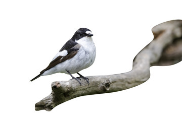 Pied flycatcher, Ficedula hypoleuca