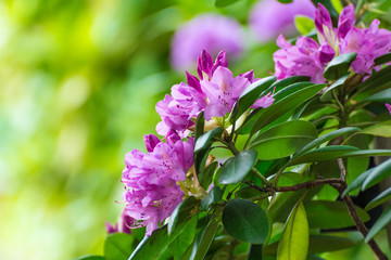 Rhododendron flower - obrazy, fototapety, plakaty