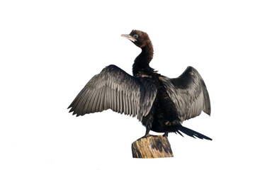 Pygmy cormorant, Phalacrocorax pygmeus