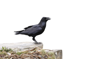 Raven, Corvus corax