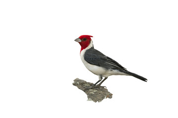 Red-crested cardinal, Paroaria coronata