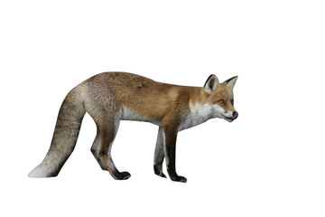 Red fox, Vulpes vulpes