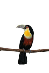 Red-breasted toucan, Ramphastos dicolorus