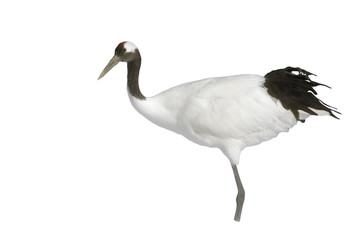 Red-crowned crane or japanese crane, Grus japonensis