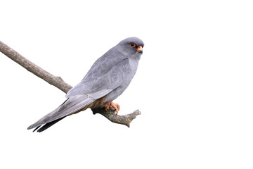 Red-footed falcon, Falco vespertinus