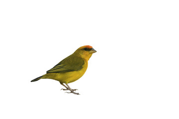 Saffron finch, Sicalis flaveola