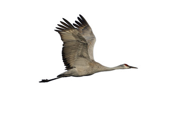 Sandhill crane, Grus canadensis