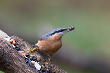 Eurasian nuthatch