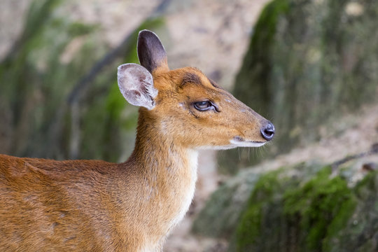 Image of a barking deer on nature background.