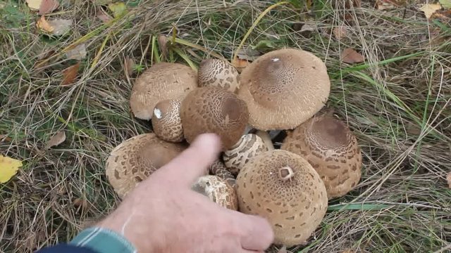 Man shifts the mushrooms in the basket