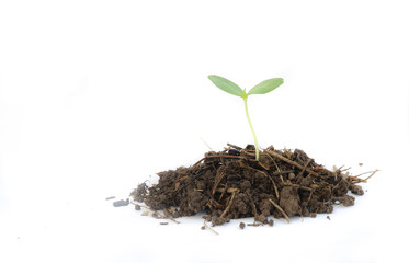 Young plant on white background