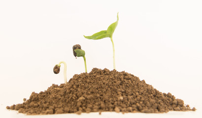 Sequence of bean seeds germination in soil