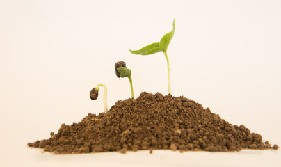 Sequence of bean seeds germination in soil