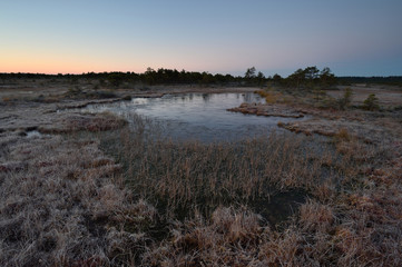 Bog landscape at twilight, before sunrise, bog at sunrise.
