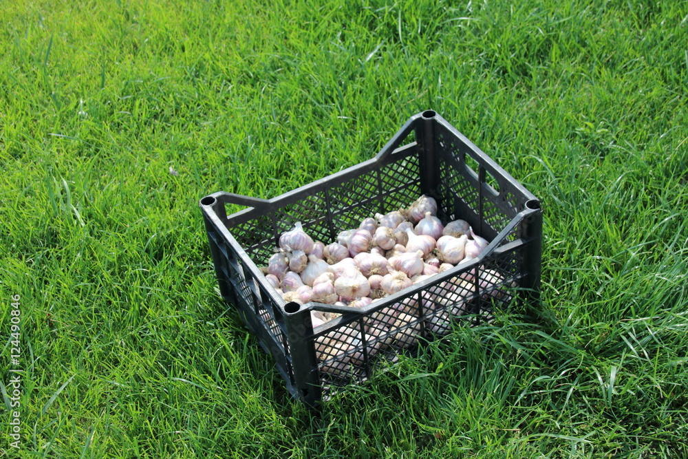 Canvas Prints Dry garlic bulbs in the transportation box on the lawn in the summer garden