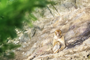 Obraz premium Macaca Macaque Monkey Sitting on Rock with Blurred Green Leaves on Foreground