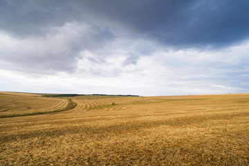 Fototapeta premium backdrop of ripening yellow corn field Copy space of the setting sun rays on horizon in rural meadow Close up nature photo Idea of a rich harvest