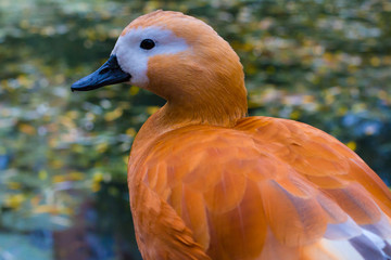 Portrait of the ruddy shelduck (Tadorna ferruginea) with a pond as a background