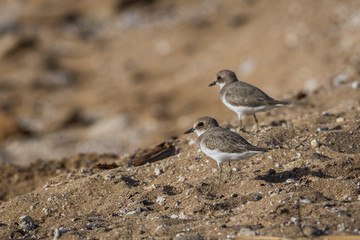 Plovers on a sand slope