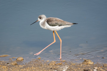 Black-Winged Stilts walking in shallow water