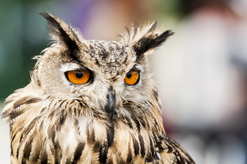 Hibou grand duc
