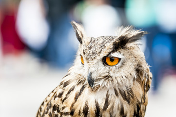 Hibou grand duc