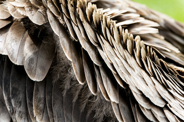 Plumes de condor