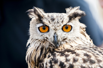 Portrait de grand duc