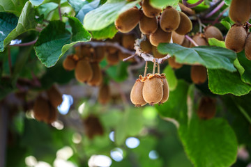 Kiwi tree with fruit and leaves