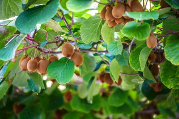 Foto op Plexiglas Kiwi tree with fruit and leaves © dimakp