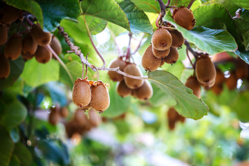 Kiwi tree with fruit and leaves