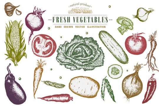 Hand drawn vegetables set, collection eco food