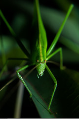 Stared with a green grasshopper with cassava leaves.