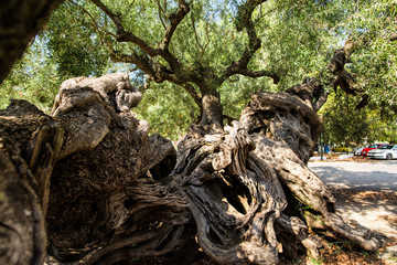 Obraz premium Old olive tree