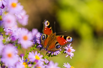 European peacock butterfly, inachis io, in purple wild flower meadow, on a sunny day