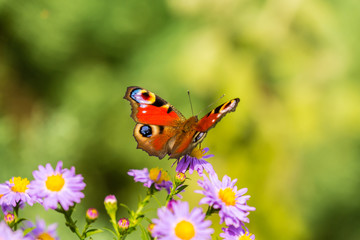 European peacock butterfly, inachis io, in purple wild flower meadow, on a sunny day