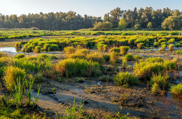 Reeds, rushes and other wild plants in a marshy nature reserve