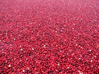  Fresh berries floating in cold water