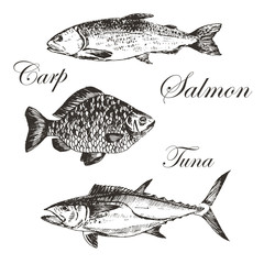 vector fish sketch drawing - salmon, trout, carp, tuna. hand drawn sea food illustration