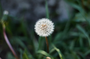 Dandelion on blurred grass background